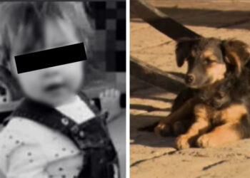 Nena de 2 añitos MUERE por comer galleta ENVENENADA que lanzaron a un perro