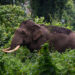 Abuelita muere tras ser atacada por un elefante en India