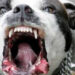 Abuelito muere tras brutal ataque de 7 perros pitbull en Texas