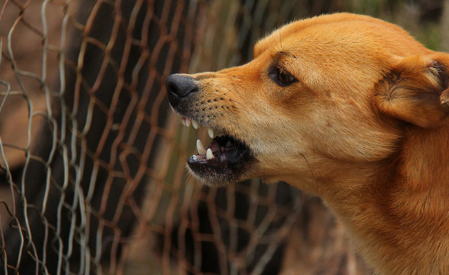 Hombre muere y sus perros se lo comen en Torreón