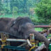 Capturan a elefante que mató a 6 personas y robó arroz en India