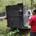 Arranca Comisión de Parques monitoreo del oso negro americano en Tamaulipas