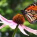 Es Tamaulipas, clave para conservación de ecosistemas y mariposa monarca: Especialistas