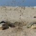 Nuevo récord de Tamaulipas en liberación de crías de tortuga lora